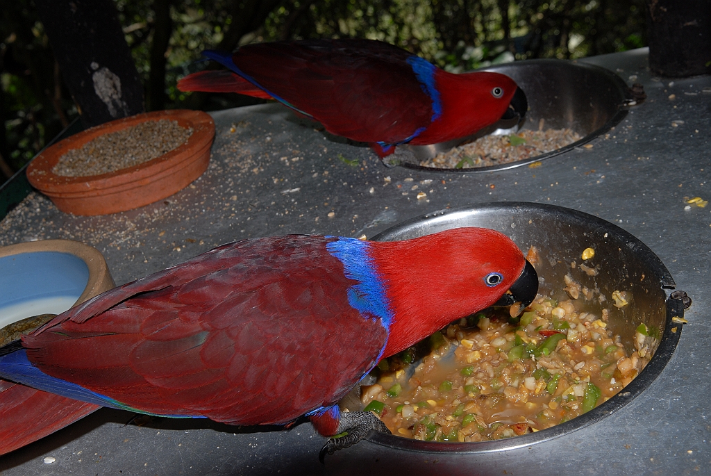 0702 Birdworld Kuranda.jpg